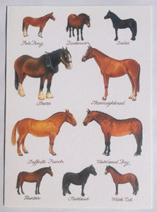 Horse Breeds - The Alresford Gift Shop