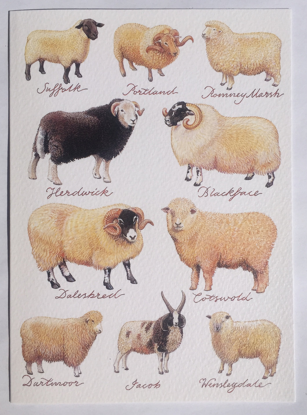Sheep - The Alresford Gift Shop