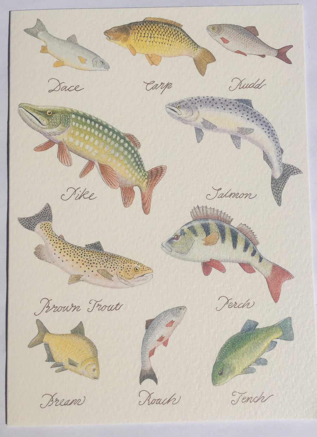 Freshwater Fish - The Alresford Gift Shop