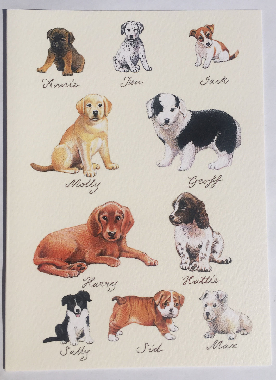 Puppies - The Alresford Gift Shop