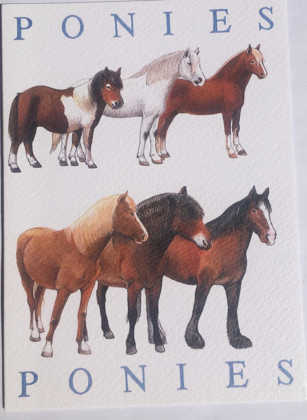 Ponies - The Alresford Gift Shop