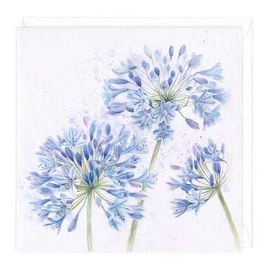 Agapanthus - The Alresford Gift Shop
