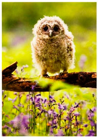 Junior Tawny Owl - The Alresford Gift Shop