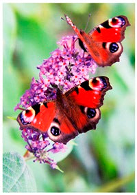 Butterflies - The Alresford Gift Shop