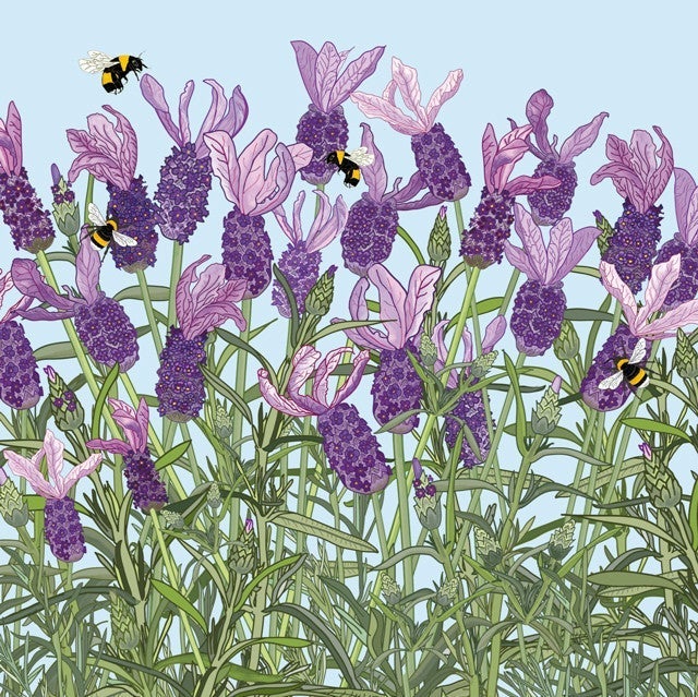 French Lavender art card by Mig Wyeth