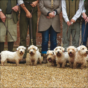 Country Life - Sealyham Terriers