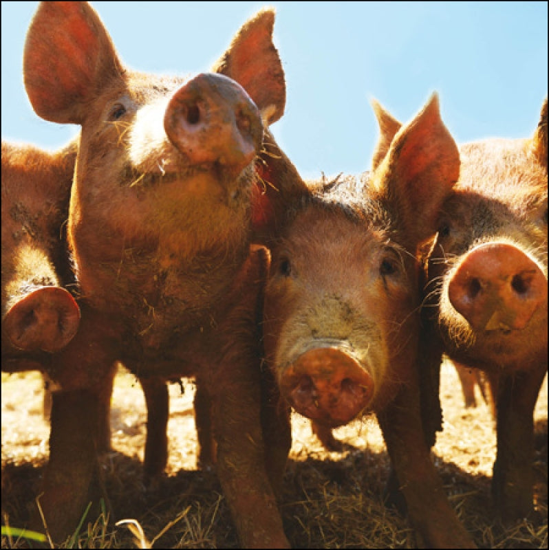 Country Life -Tamworth Pigs