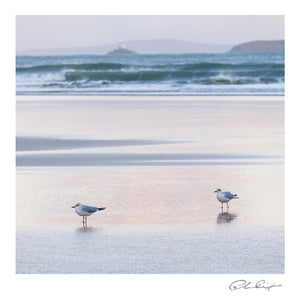 Twilight gulls. From St Ives to Godrevy