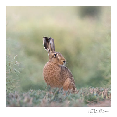 Watching in the rapeseed ( a hare) - greeting card