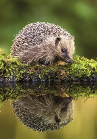 Hedgehog - The Alresford Gift Shop
