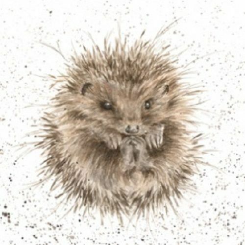 Wrendale - awakening ( hedgehog) - The Alresford Gift Shop